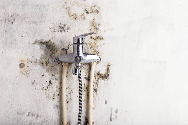 Best Mold Damage Repair  in Addison, WV