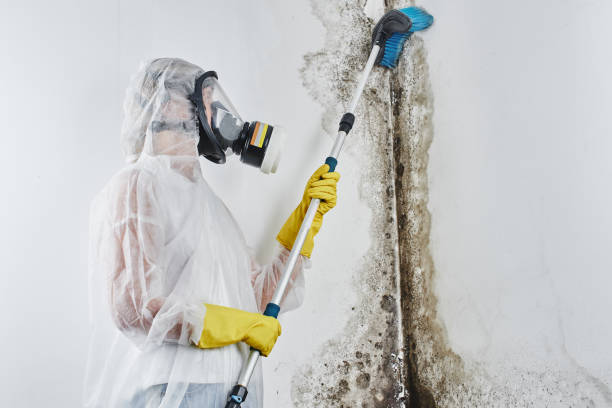 Best Residential Mold Removal  in Addison, WV