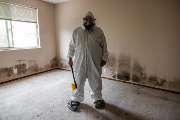 Best Certified Mold Removal  in Addison, WV