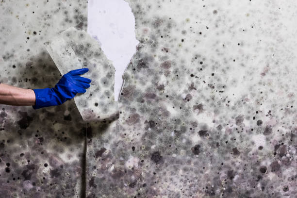 Best Attic Mold Removal  in Addison, WV